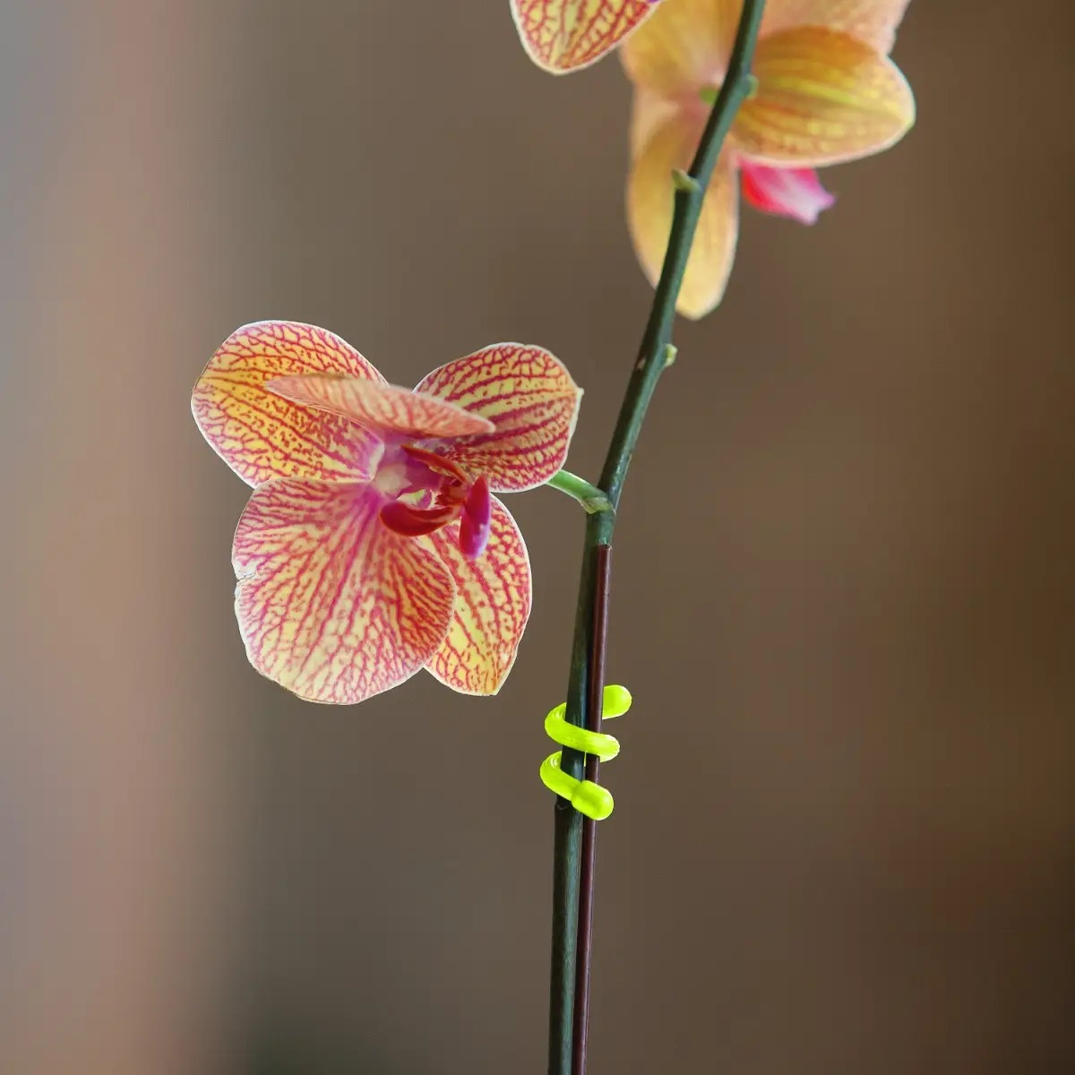 GEAR TIE(R) REUSABLE RUBBER TWIST TIE(TM) (2pcs), Black - length 18" OD-A-GT18-2PK-01 asgbox.pl GEAR TIE(R) REUSABLE RUBBER TWIST TIE(TM) (2pcs), Black - length 18" - obrazek 4