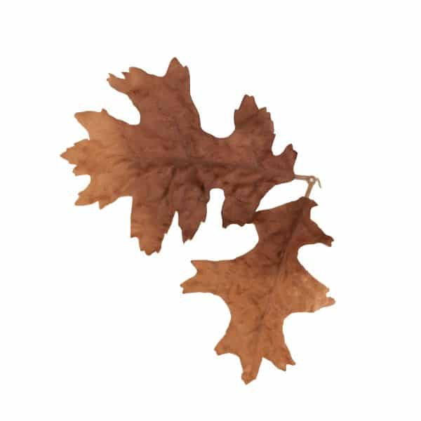 Novritsch LEAF CAMO 3D Leaves LC4, 50 pcs - Bronze OD-A-NOVRITSCH80-BRO asgbox.pl Novritsch LEAF CAMO 3D Leaves LC4, 50 pcs - Bronze