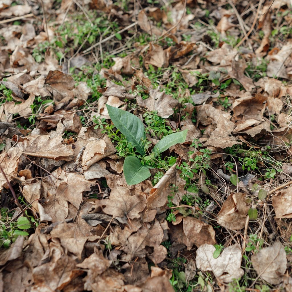 Novritsch LEAF CAMO 3D Leaves LC3, 50 pcs - Pine OD-A-NOVRITSCH119-PINE asgbox.pl Novritsch LEAF CAMO 3D Leaves LC3, 50 pcs - Pine - obrazek 5