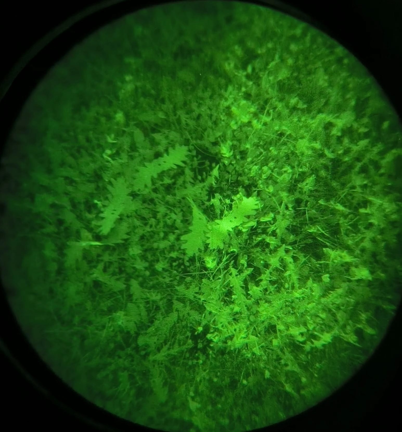 ANAREUS 3D Camouflage Leaves SilkLeaf Stripes, 25 Pcs - Brown OD-A-ANAR94 asgbox.pl ANAREUS 3D Camouflage Leaves SilkLeaf Stripes, 25 Pcs - Brown - obrazek 8