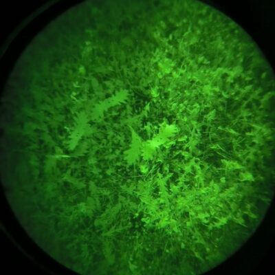 ANAREUS Pack of 3D SilkLeaf Camouflage Leaves, Small (25 Pcs) - Brown OD-A-ANAR91-S asgbox.pl ANAREUS Pack of 3D SilkLeaf Camouflage Leaves, Small (25 Pcs) - Brown OD-A-ANAR91-S asgbox.pl